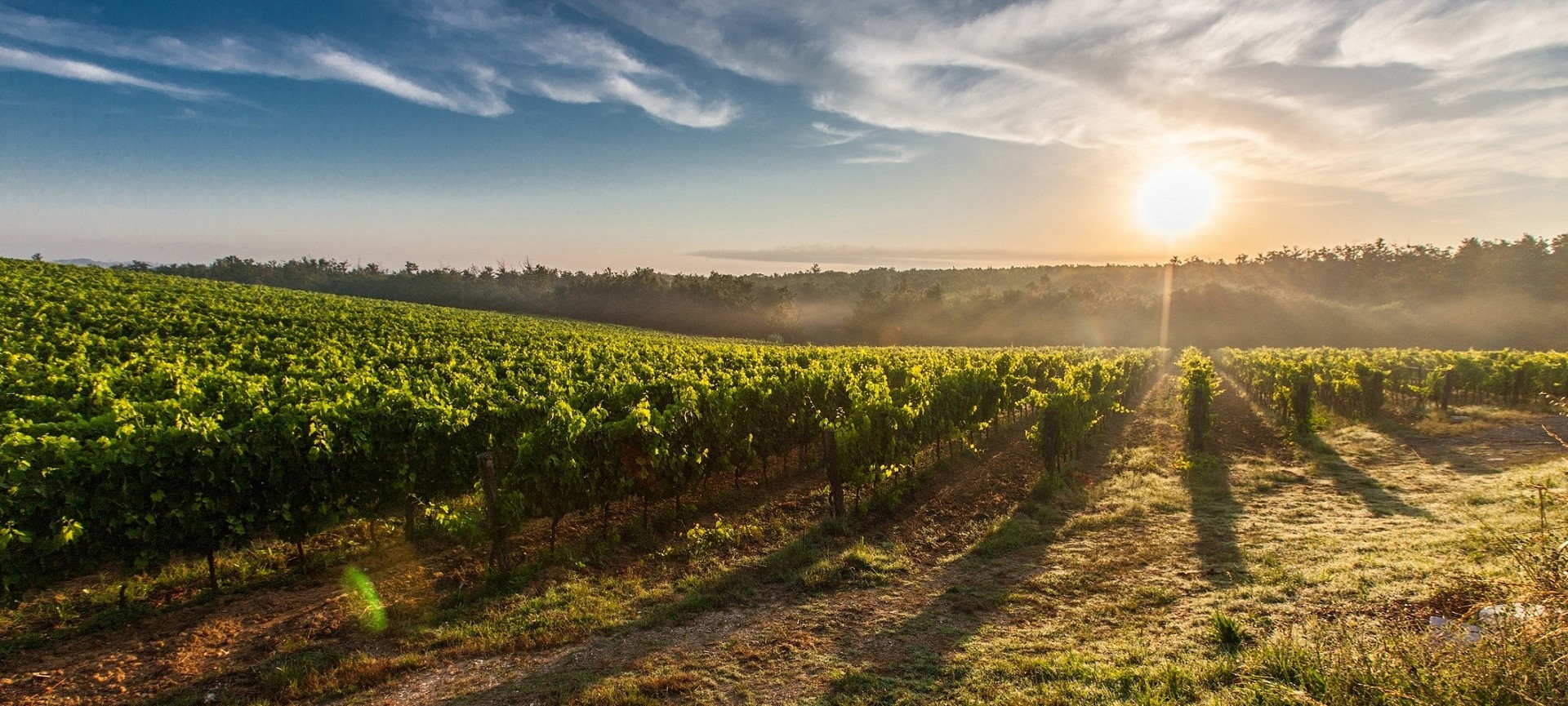 Najbolje hrvatske vinarije i 8 najboljih hrvatskih vina koja trebate kušati